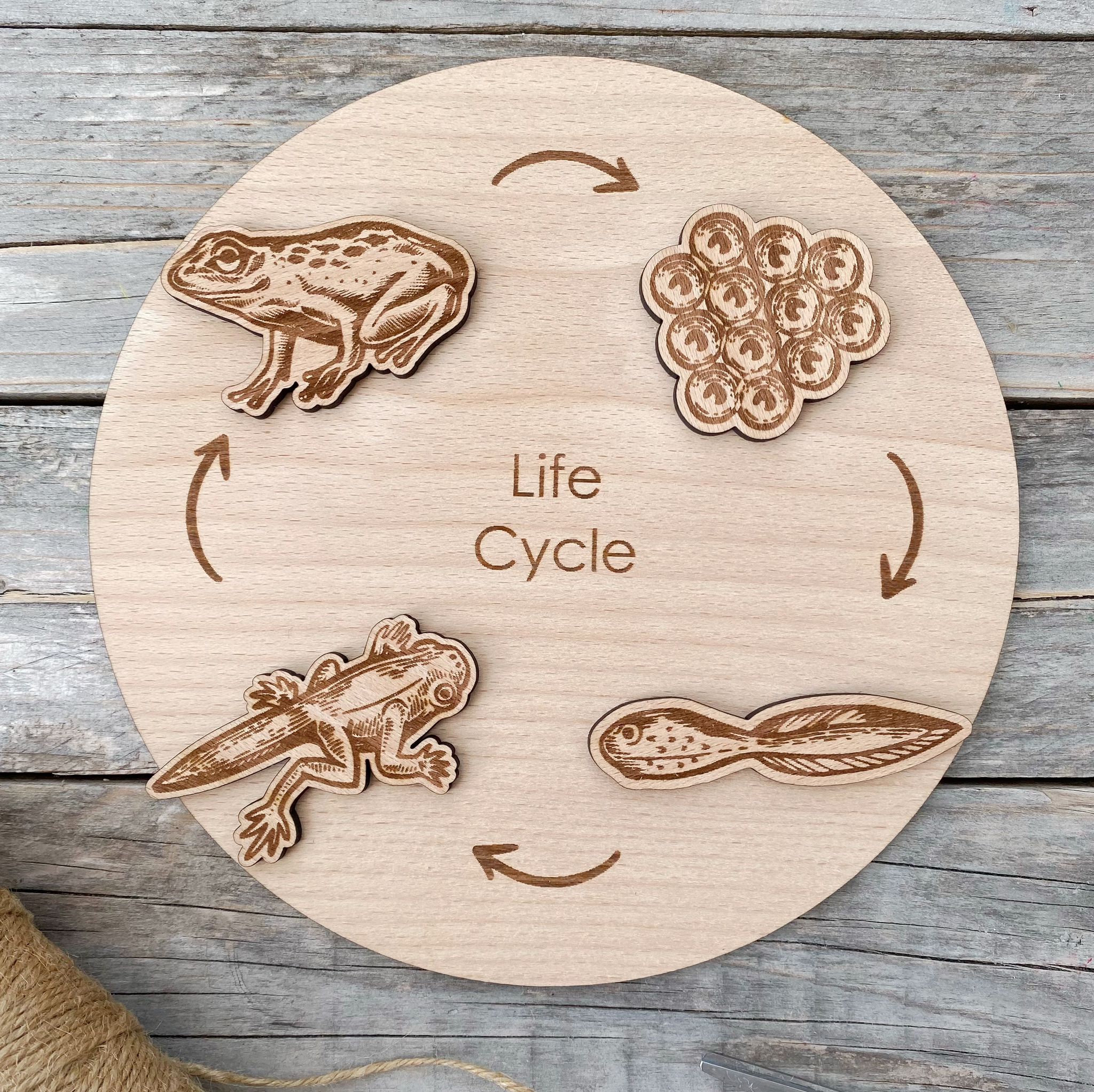 Wooden life cycle puzzle, frog life cycle,Linen Bag:With linen 2024 bag